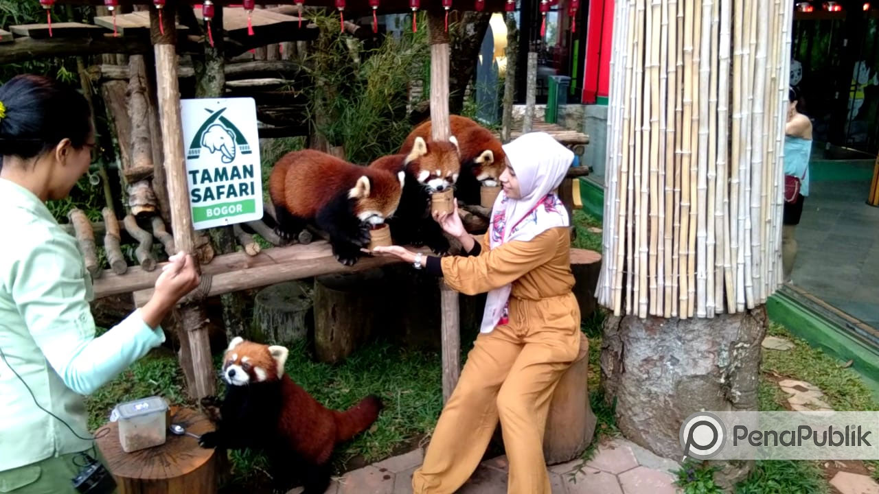 Sensasi Pemberian Pakan Pada Red Panda Hanya Ada Di Tsi 1