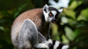 IAPVC Digelar di TSI, Ring Tail Lemur Satwa Asal Madagaskar Jadi Jawara