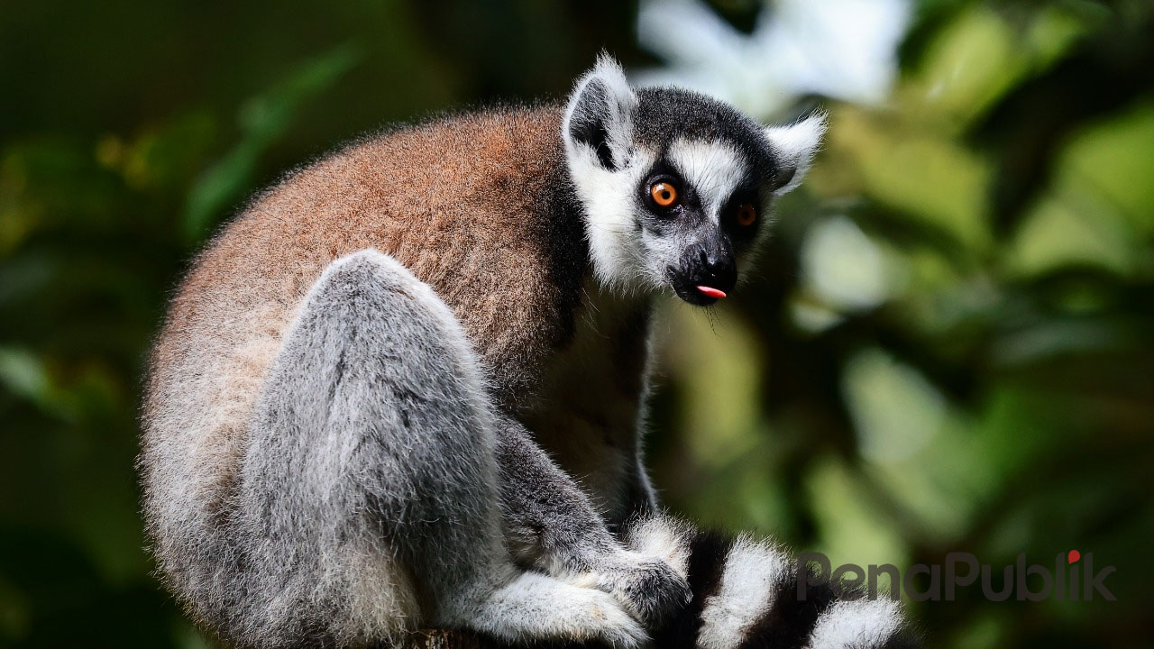 Ring Tail Lemur Satwa Asal Madagaskar Jadi Jawara Penapublik