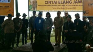 Dua Ekor Burung Elang Jawa, Jelita dan Parama Dikembalikan Kehabitatnya
