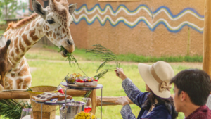 Exciting..”Dine With Giraffe” Hanya Ada di Royal Safari Garden Puncak