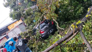 Diciawi…Pohon Raksasa Tumbang Timpa Sebuah Mobil