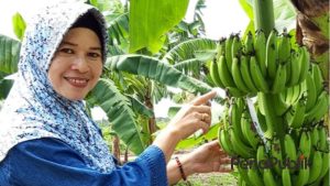 Aktinomiset ; Bakteri Menguntungkan Bagi Masa Depan Pertanian Indonesia